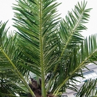 Fiber Coconut Palm Type Of Artificial Mini Bottle Palm Leaves Roof  Tree