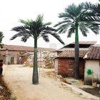 Custom-Made 6.3m Height Decorative Artificial Cuban Royal King Palm Small Tree