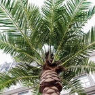 Cheap Customize Outdoor Garden Decorative Large Canada Palmeras Artificial Tall Palm Tree