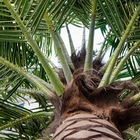 Washingtonia 6.5m Tall Artificial Palm Plant For Airport
