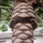Washingtonia 6.5m Tall Artificial Palm Plant For Airport
