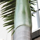 Plastic 8m Artificial Royal Palm Tree For Pool Area