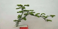 Dajia 1m  Artificial Green Trees , Realistic Fake Bonsai Tree For Garden