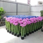 OEM Cactus Artificial Bonsai Plants Nearly Natural 100 Handmade