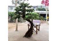 1m Artificial Indoor Podocarpus Tree , No Harmful Artificial Cedar Bonsai Tree