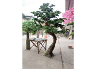 1m Artificial Indoor Podocarpus Tree , No Harmful Artificial Cedar Bonsai Tree