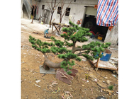Evergreen Small Fake Pine Trees For Amusement Park