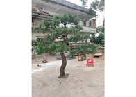 Real Wood 1m Artificial Pine Trees Hotel Decoration